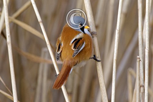 Male Bearded Tit DM1804